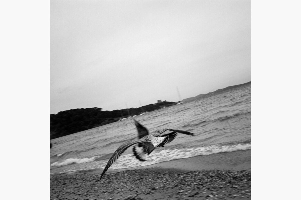 Porquerolles envol - José Nicolas - photographie contemporaine