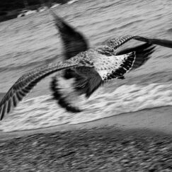 Porquerolles envol - José Nicolas - photographie contemporaine - déta