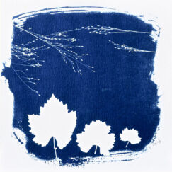 Cyanotype 10 - Cyanotype n°10 - Valérie Gho - artiste contemporaine