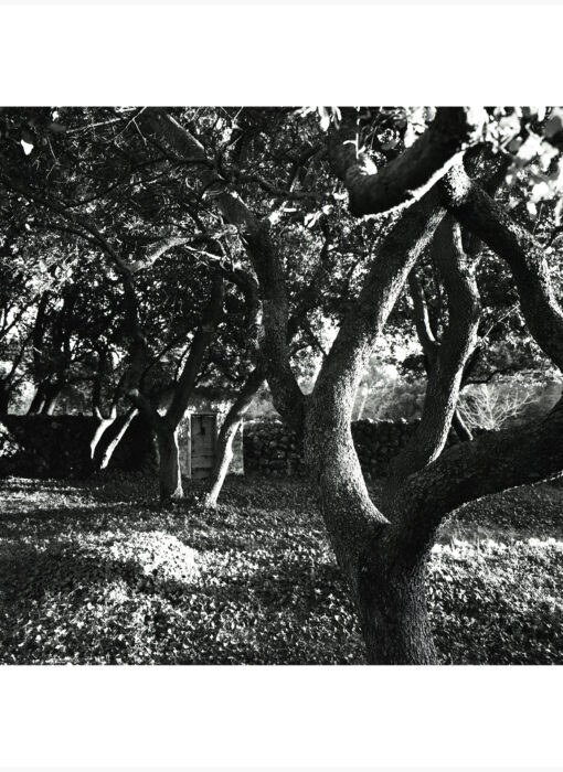 Bibemus Sainte-Victoire- José Nicolas - photographe contemporain