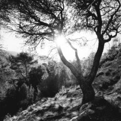 Sainte-Victoire (N&B2) - José Nicolas - photographie contemporaine